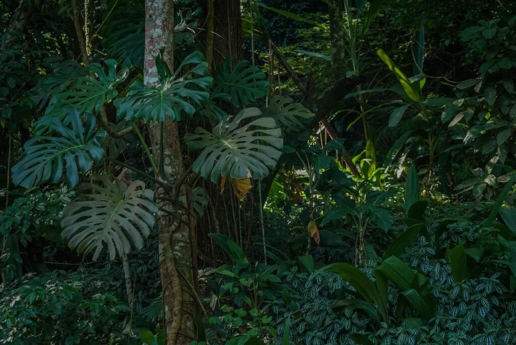 Parc national de Tijuca